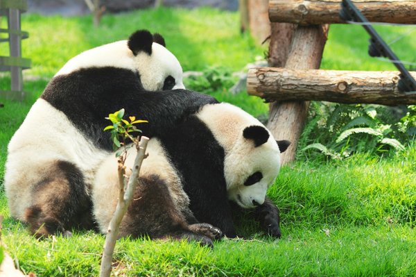 Quels sont les meilleurs spots pour observer les pandas géants en Chine ?